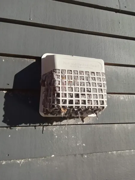 A bird-and-rodent guard on a dryer vent completely caked with trapped lint.